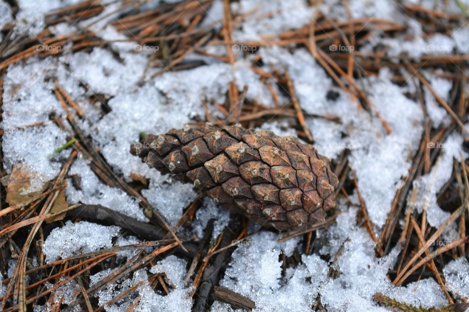 Winter, Nature, No Person, Wood, Season