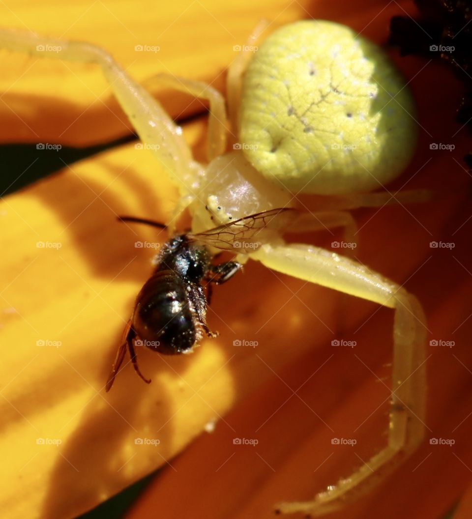 A yellow spider on a yellow flower eating a fly