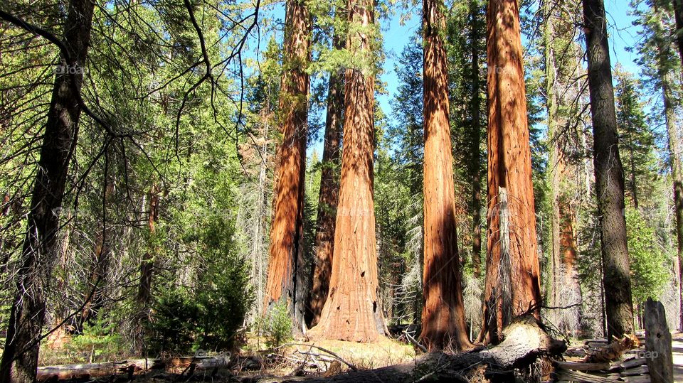 Low angle view of trees