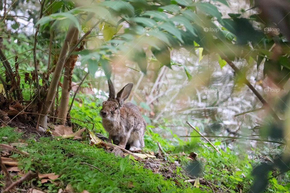 A wild rabbit in a wooded part of the city of Madrid