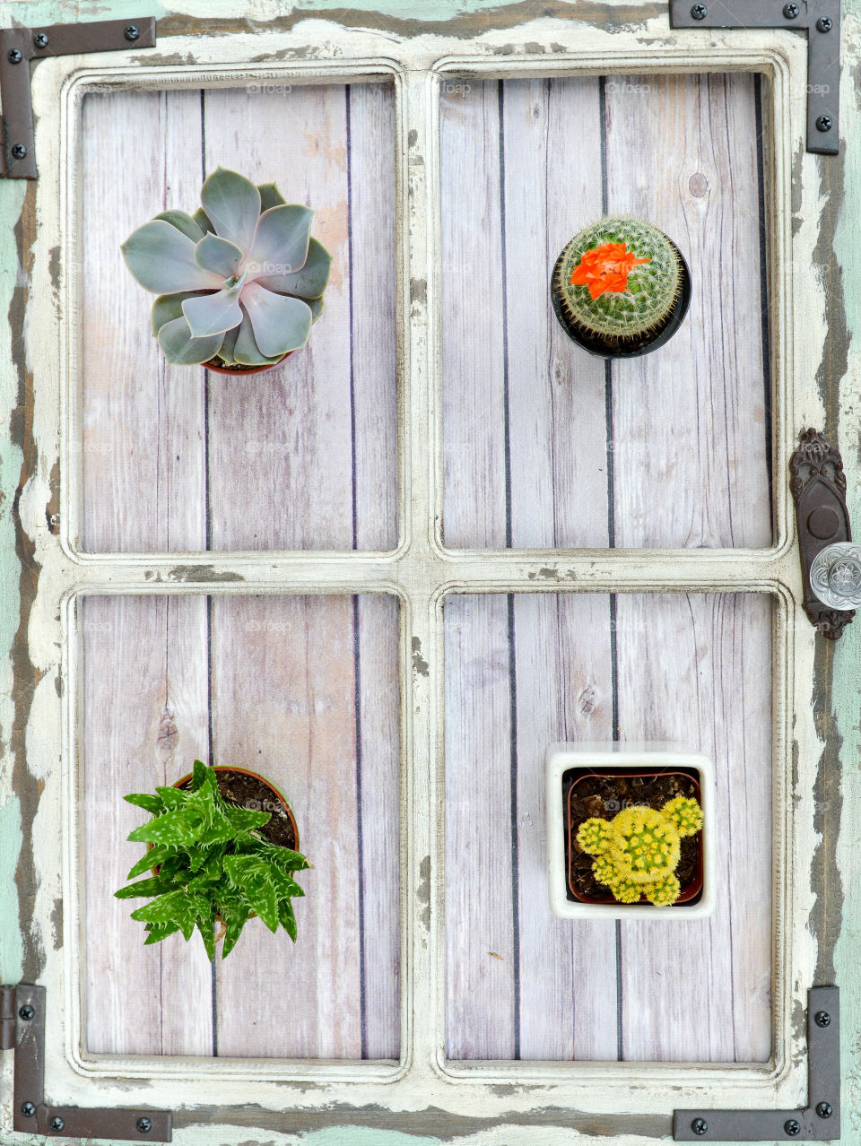 Top view of an assortment of potted cacti in a rustic wooden frame