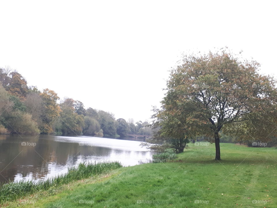 Tree, Landscape, No Person, Nature, Water