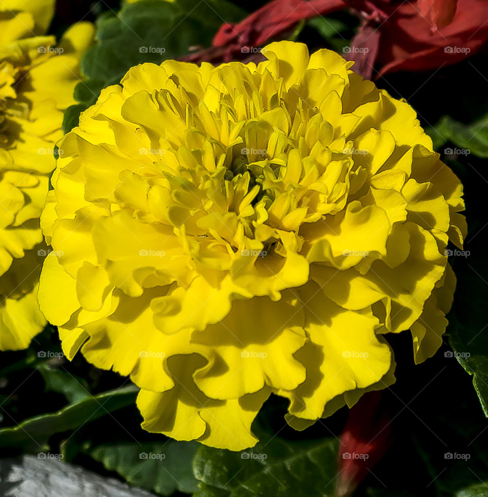 Beautiful yellow flower in full bloom 