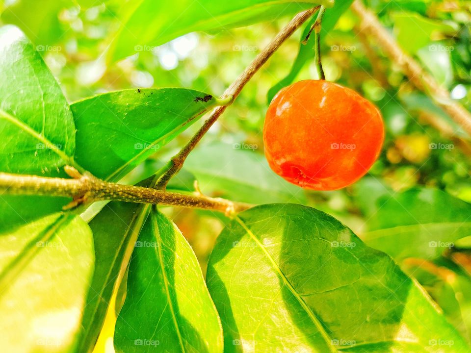 The red fruit and green leafs