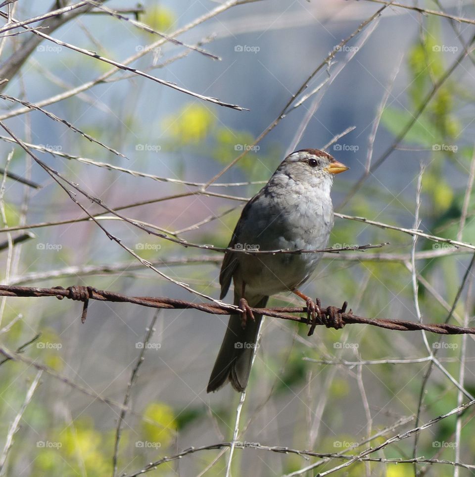 Songbird with yellow beak