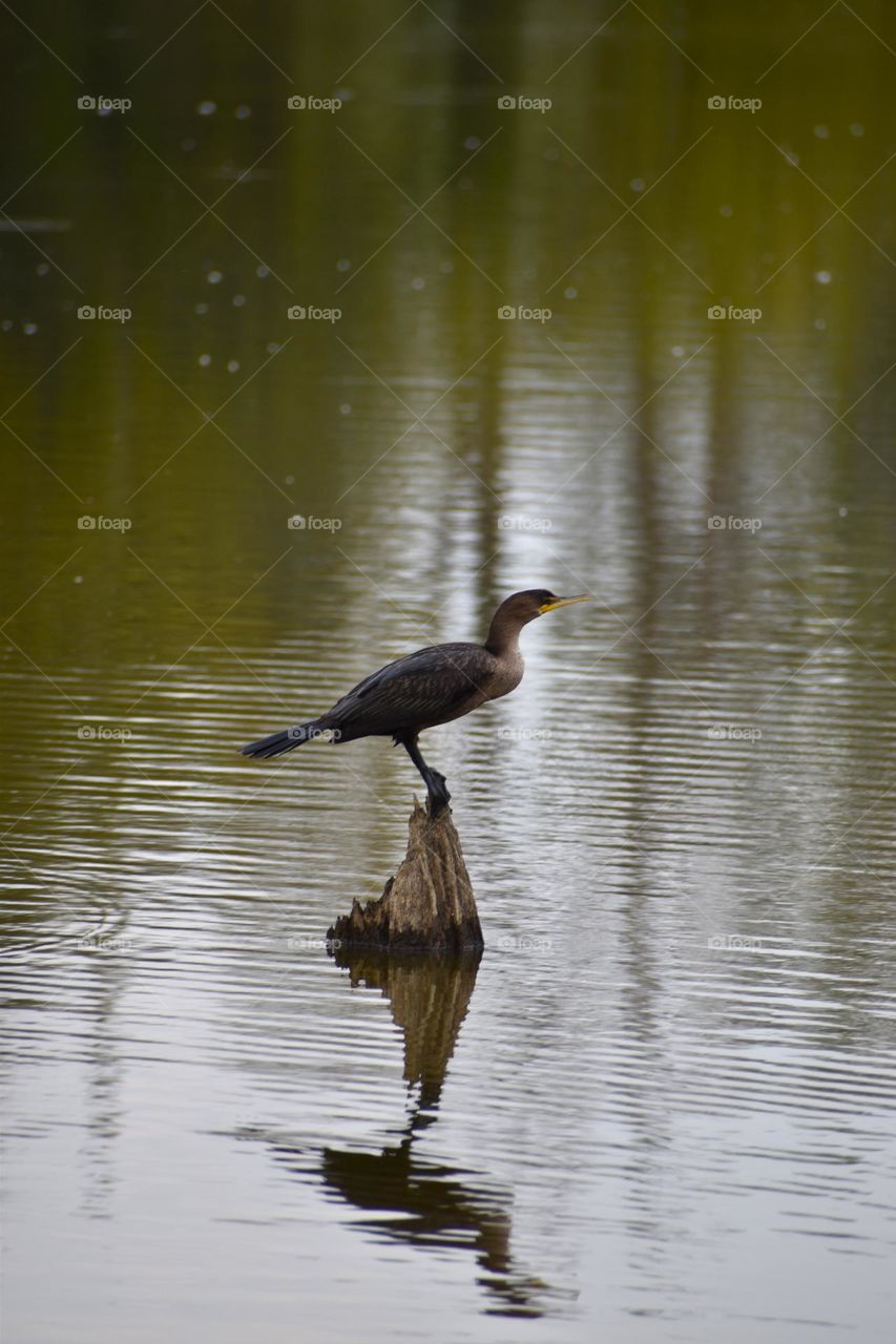 A bird perches on a stump in a lake