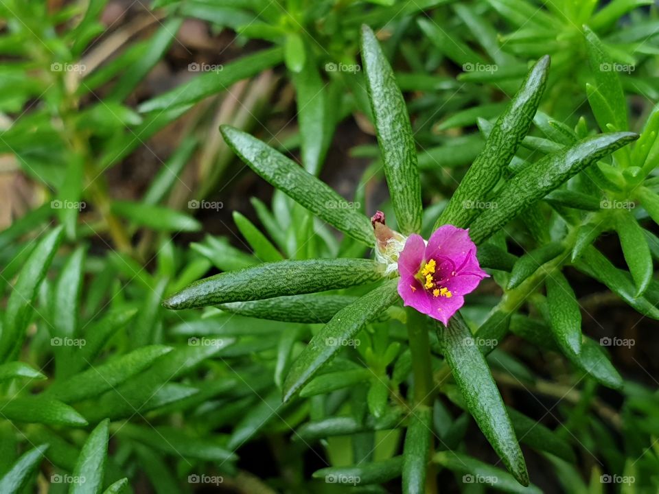 my beautiful Portulaca grandiflora