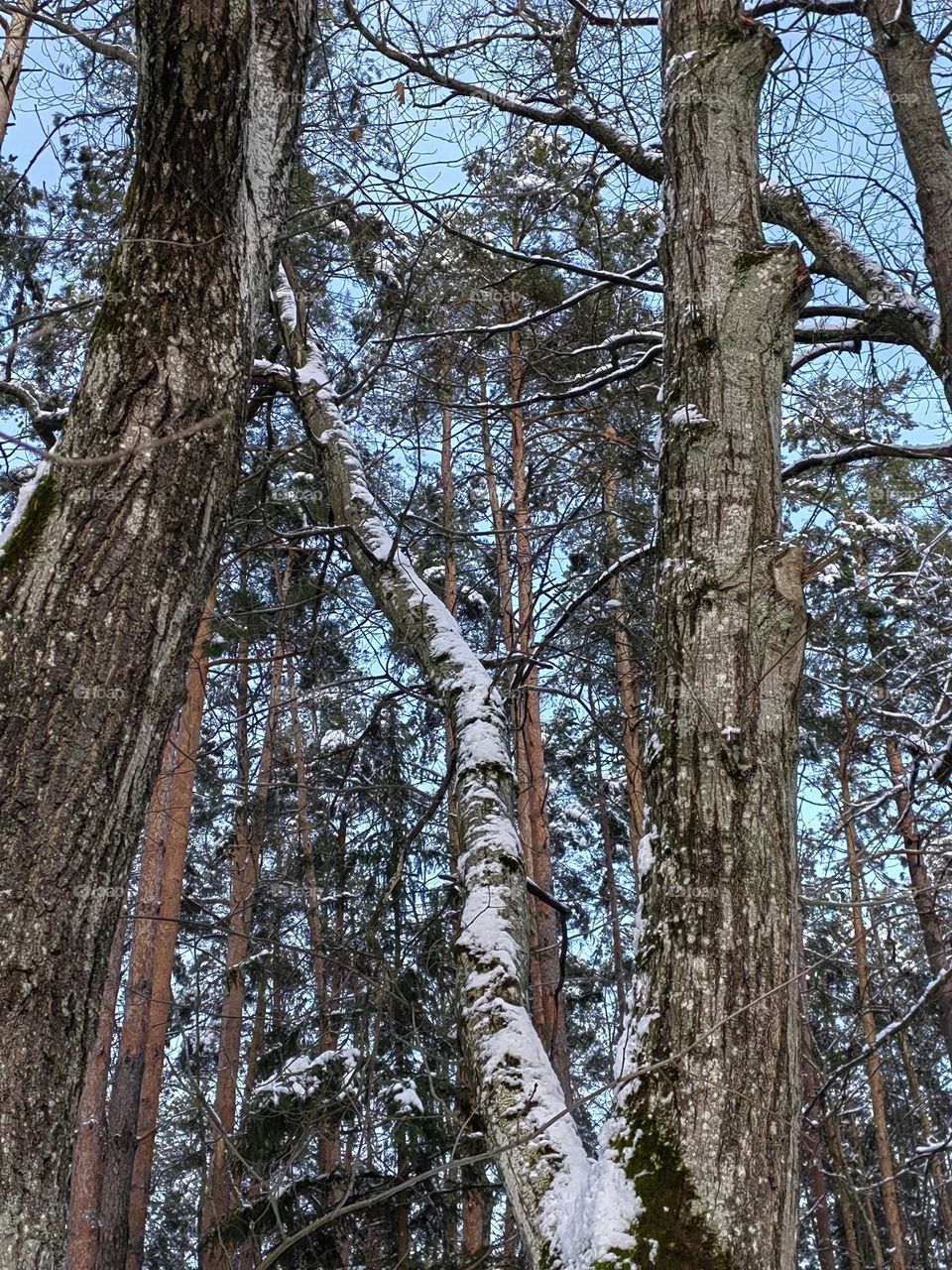 Сказочный лес