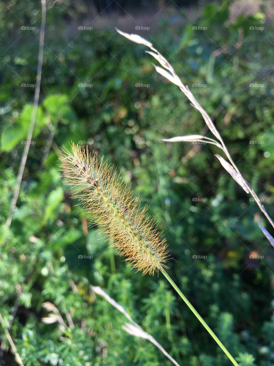 Grass in evening light 