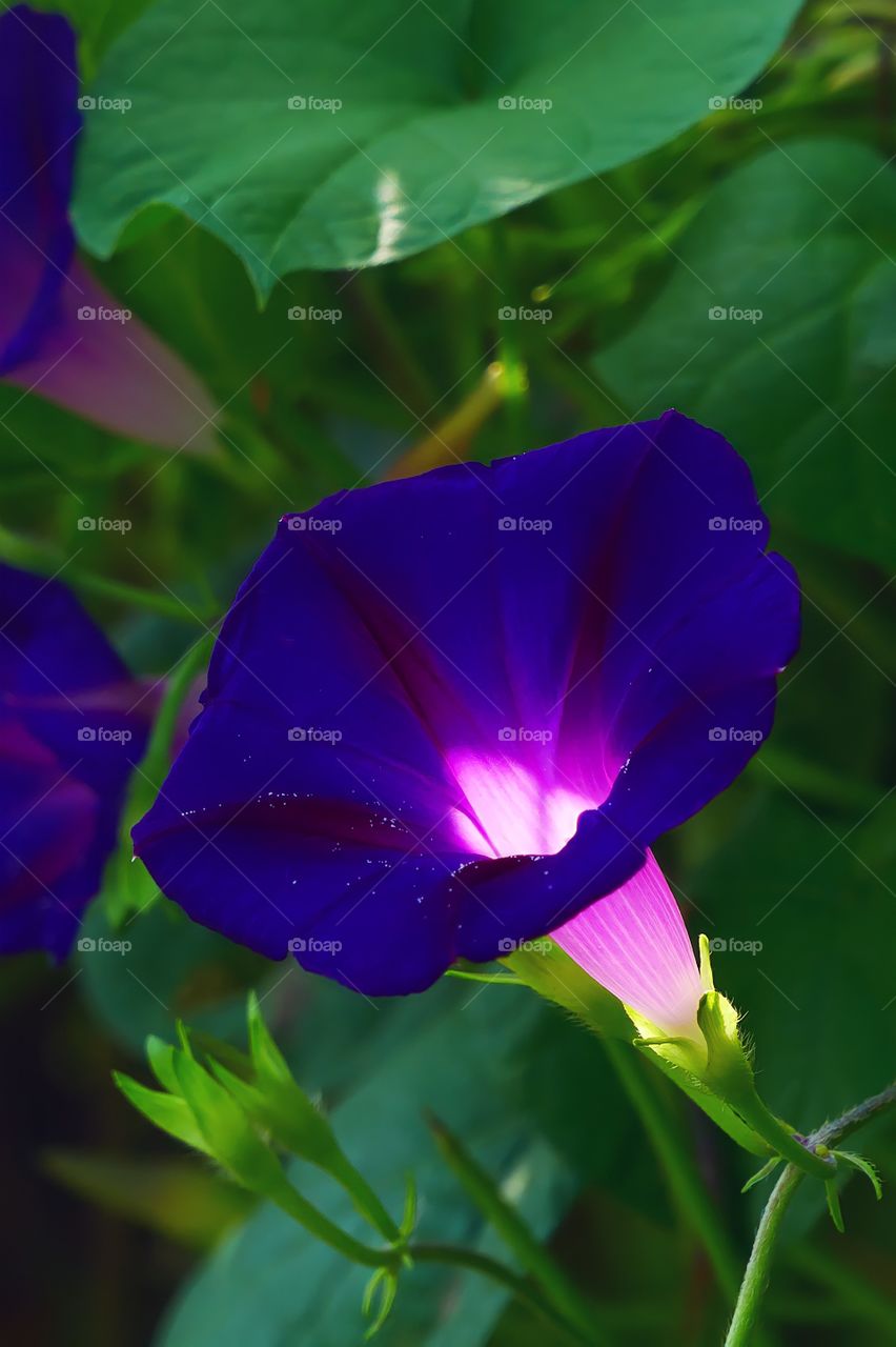 Morning Glory.

Funnel shaped blossoms of a Morning Glory plant