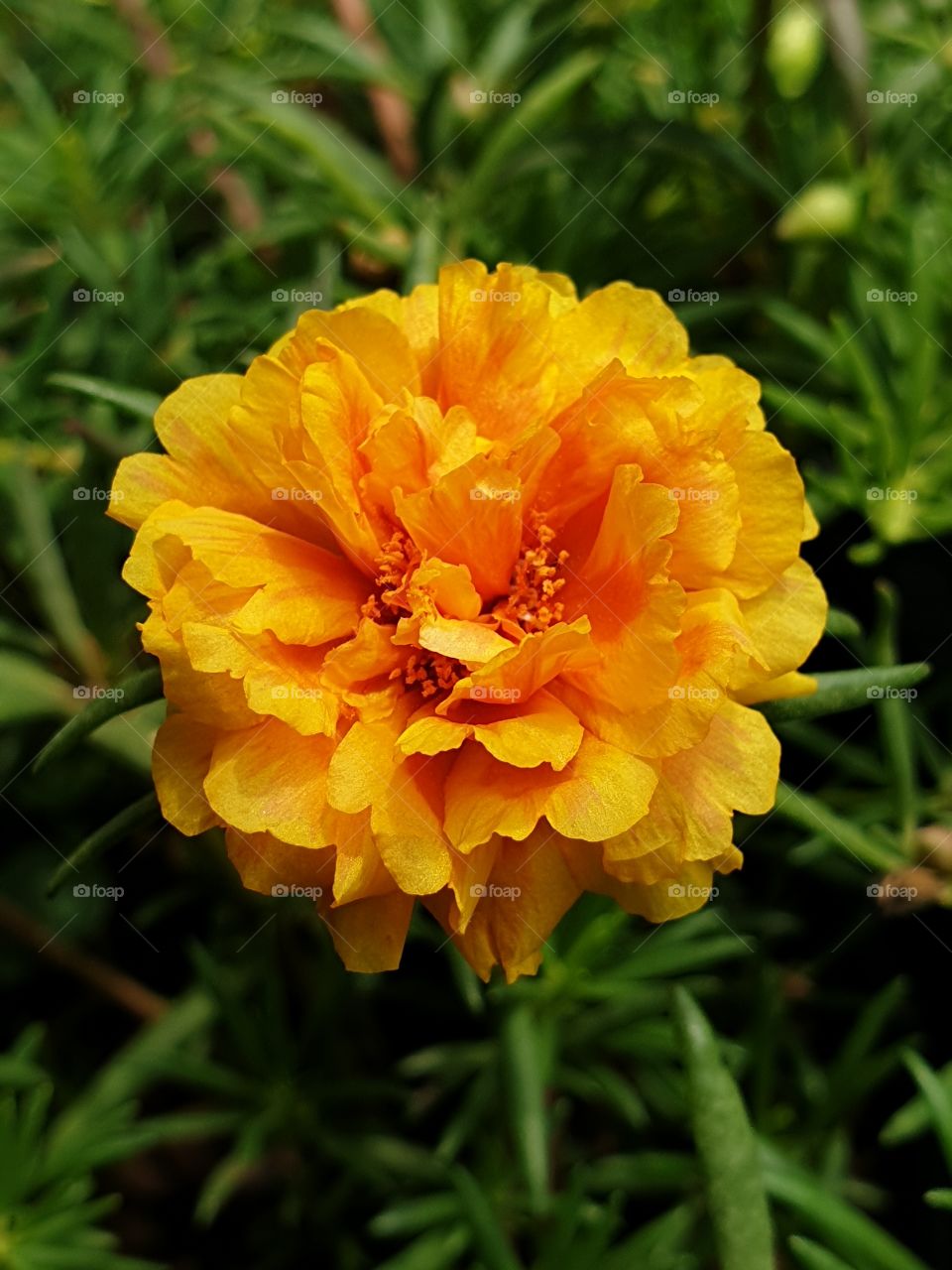 the portulaca grandiflora