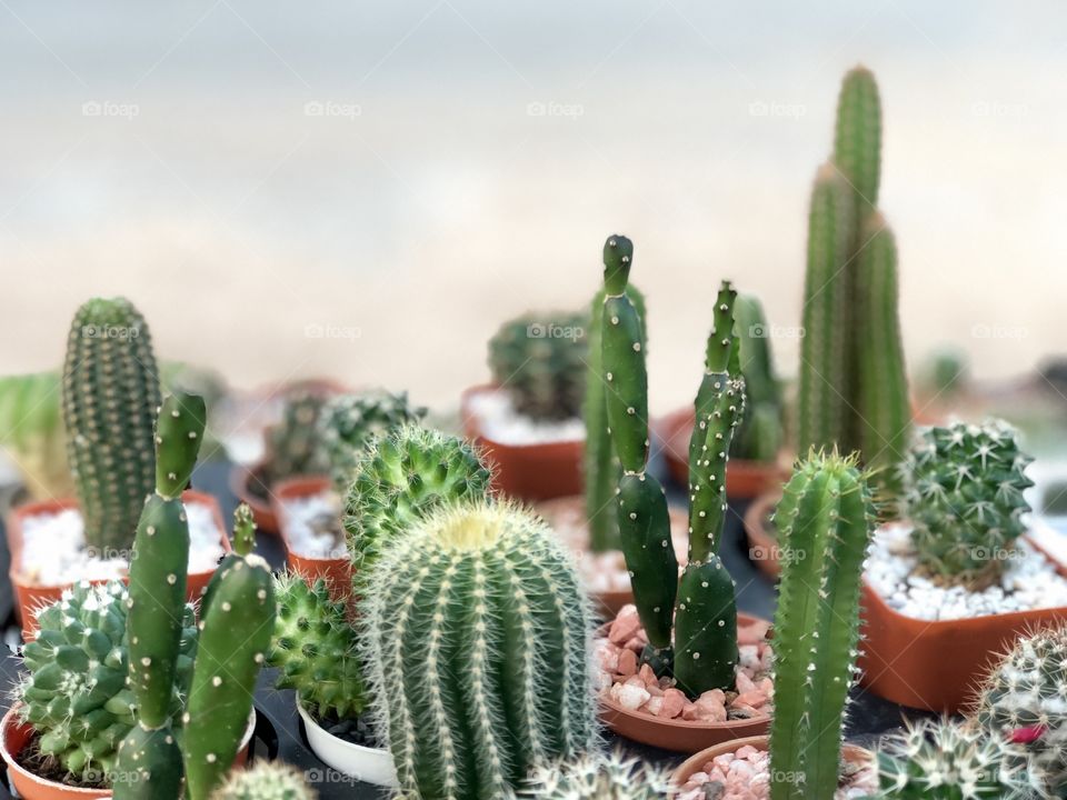 Lovely group of green cactus 