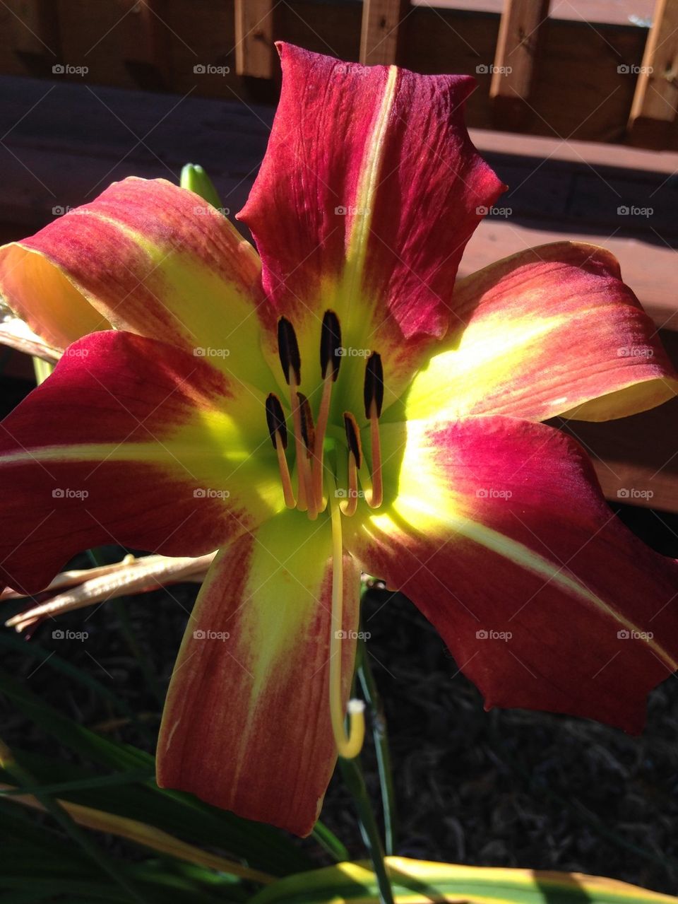 Daylily 