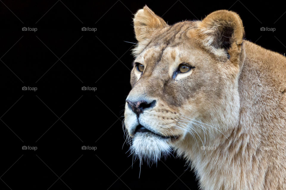 Portrait of a beautiful lion, dark background 