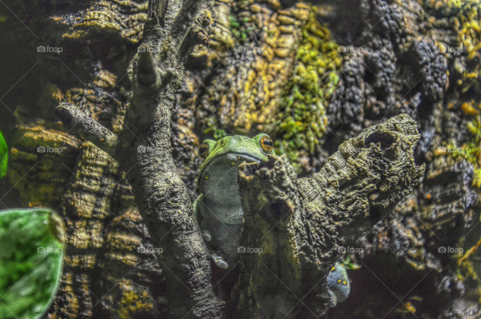 Frog on a tree limb in the woods