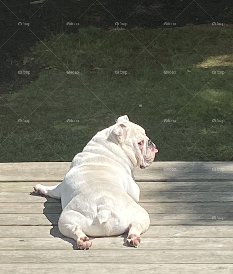 Our big fat English Bulldog Oswald sunning his roly-poly on the deck. Bullies are cute, but lazy!