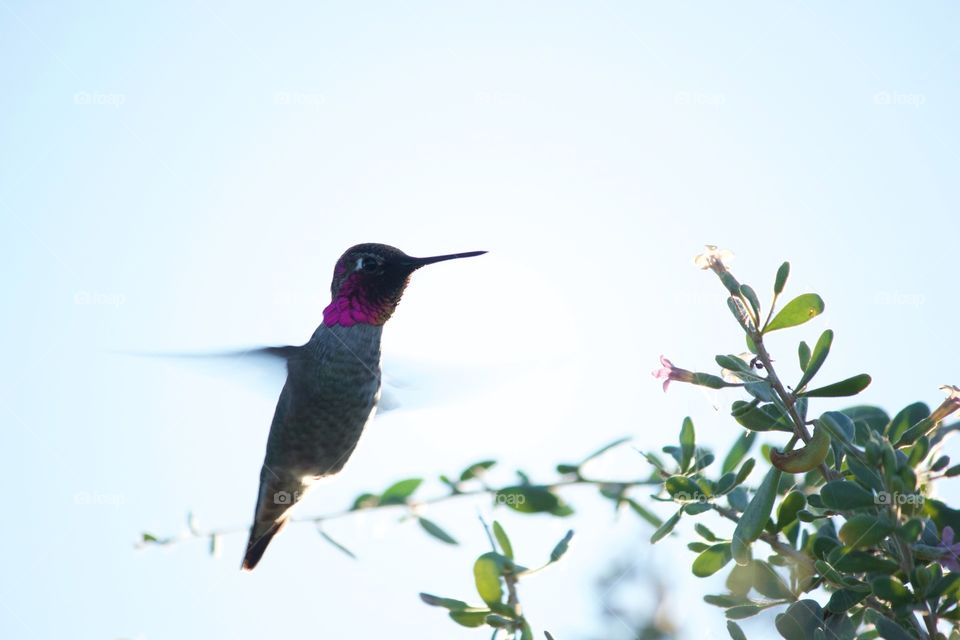 Hummingbird