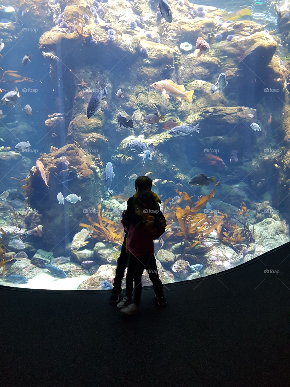 aquarium sillowet