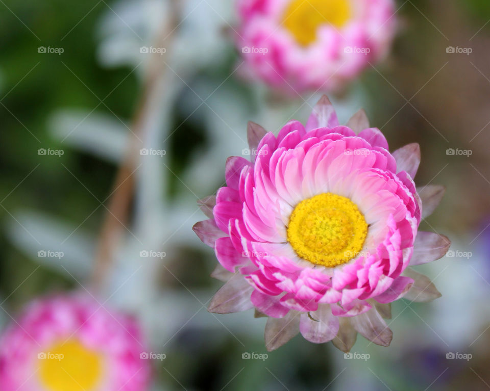 garden yellow pink flower by cataana