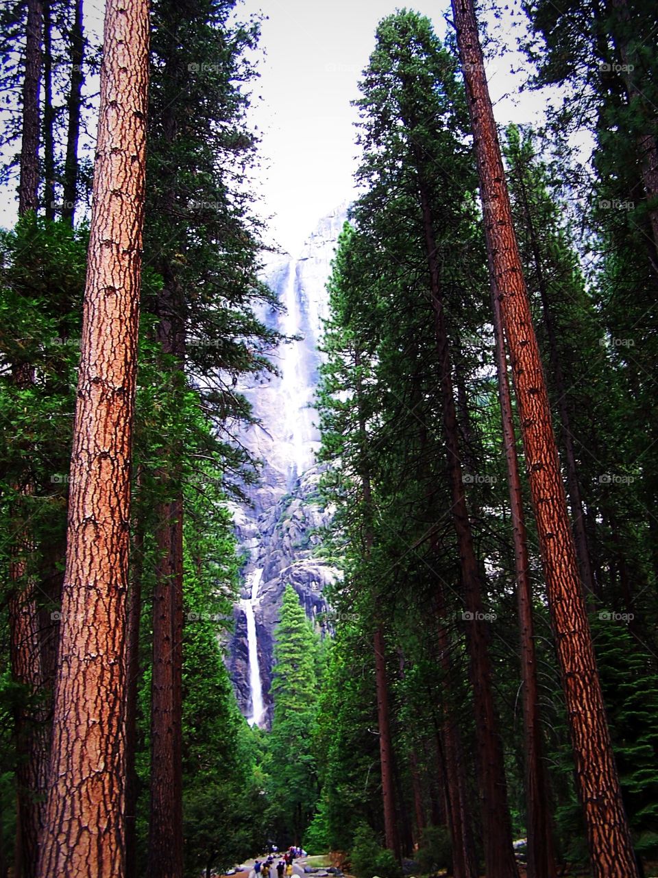 Sequoia trees lining the hiking trail that leads up to Yosemite Falls in the background