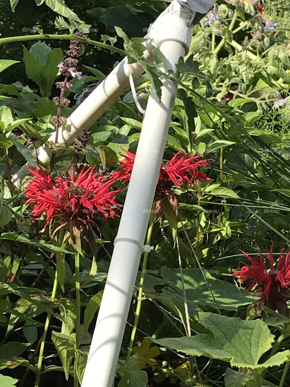 Bee balm plant in the organic vegetable garden