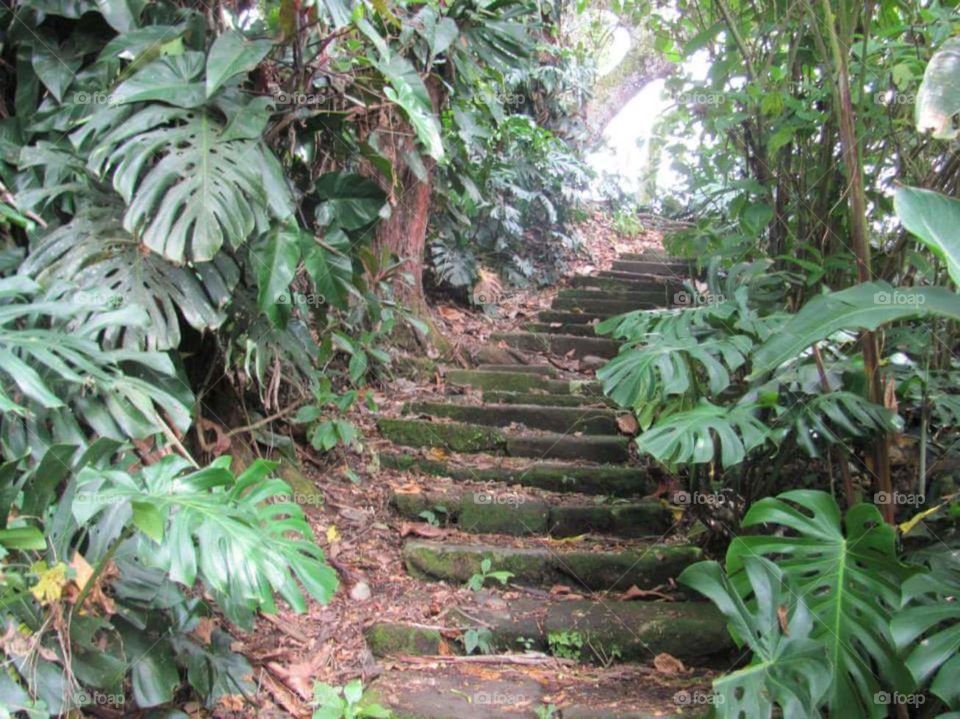 Tropical staircase . recent visit to a coffee plantation 
