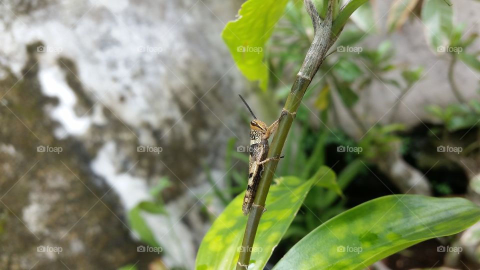 grasshopper on a leaf