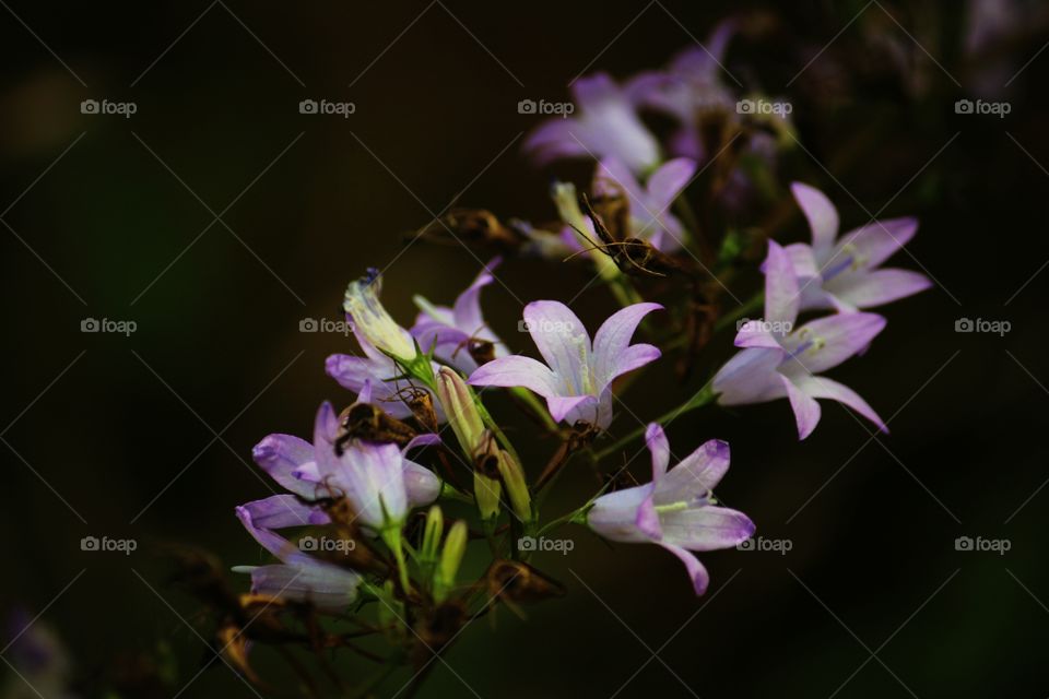 Purple flower