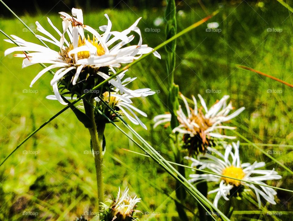 Wild flowers 