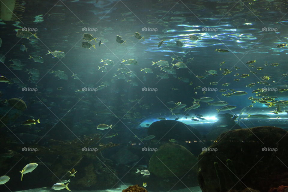 Underwater, Fish, Water, Ocean, Sea