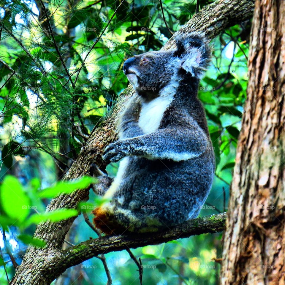 Sleepy koala