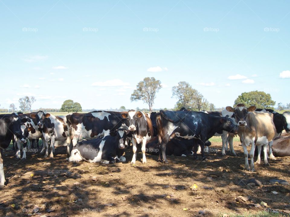 Cows under shade of the tree