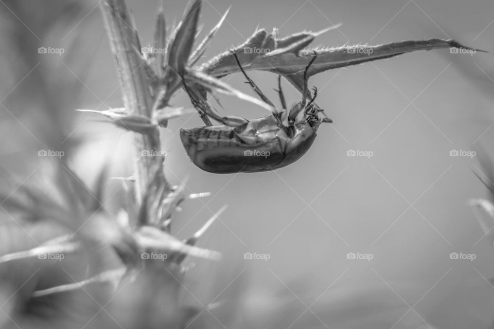 A Green June Beetle hangs out underneath a thistle leaf, making it more difficult for a hungry bird to snatch him up. 