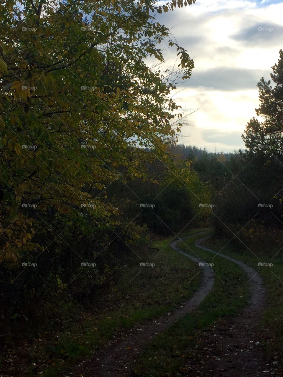 Forest Road 