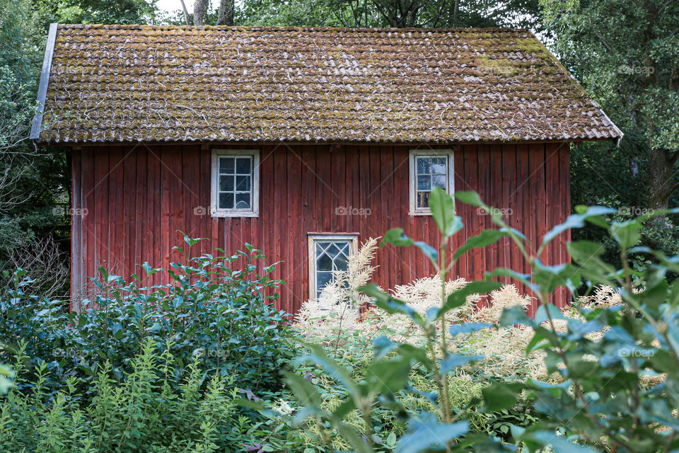 Old red wooden house, overgrown garden 