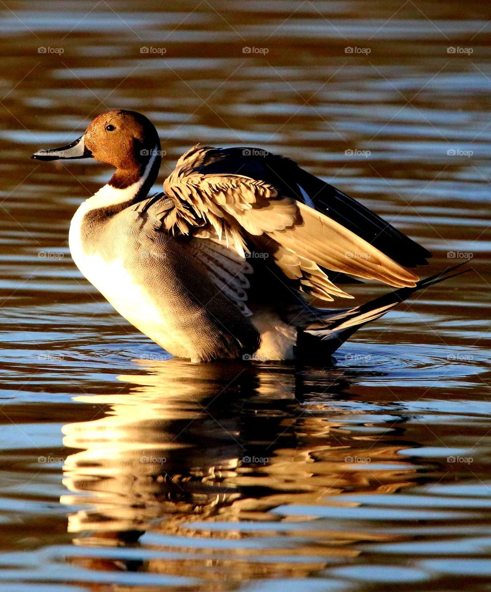 Pintail Duck Flapping Wings at Sunrise