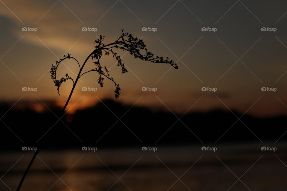 Silhouette of plant during sunset