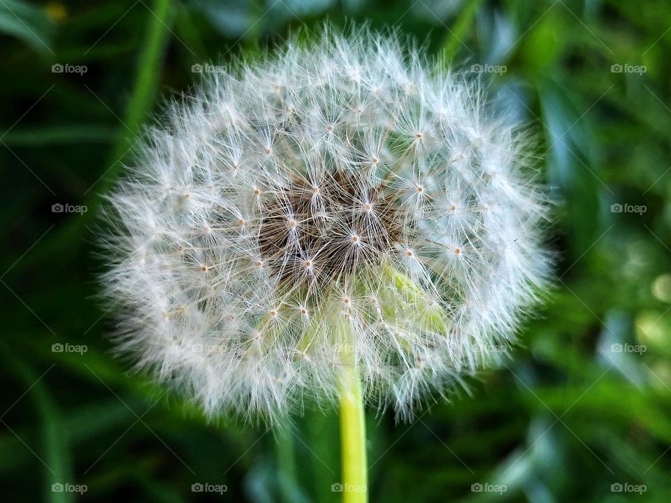 A dandelion in my garden…