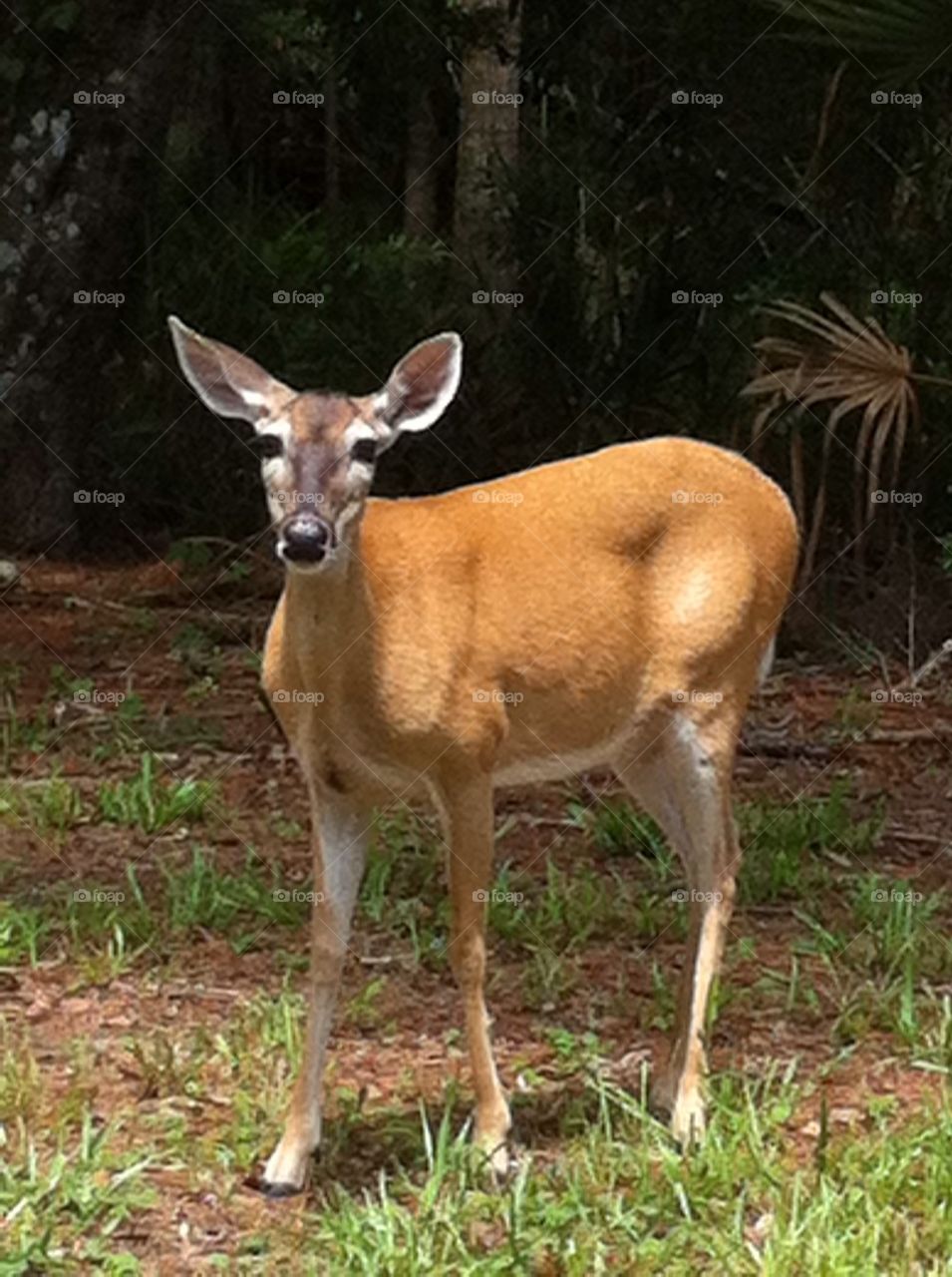 Florida deer