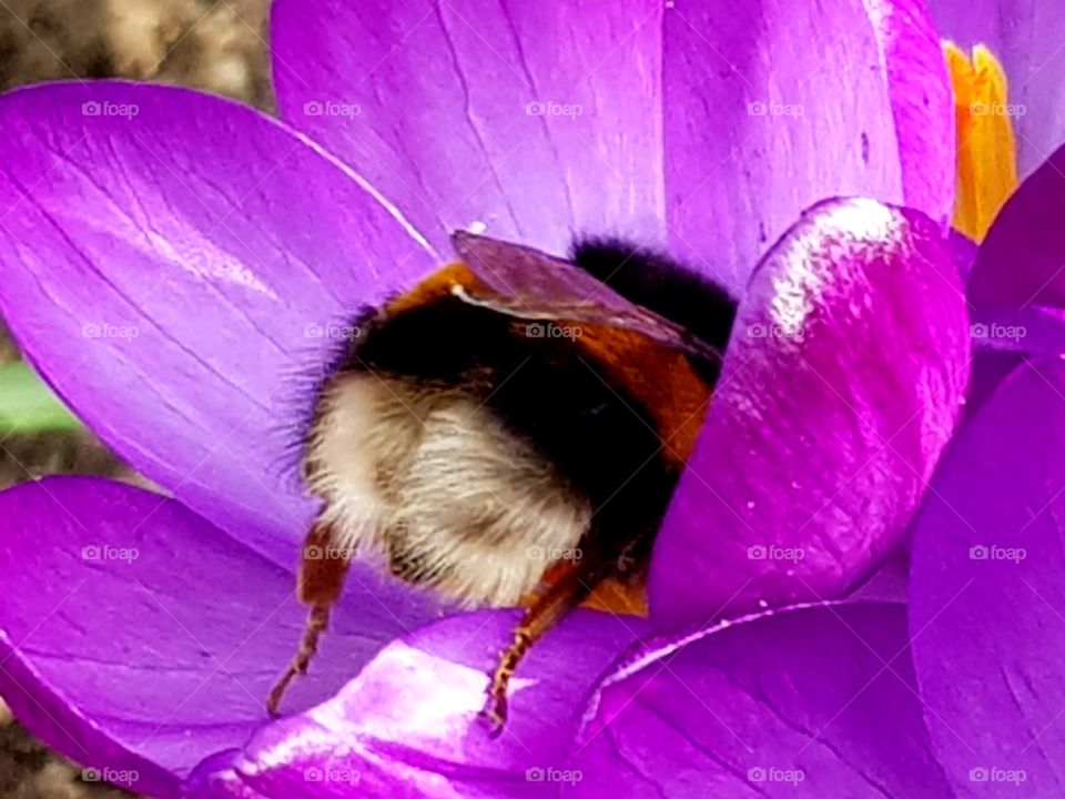 Bumblebee on crocus