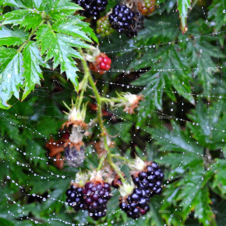 Blackberries & cob