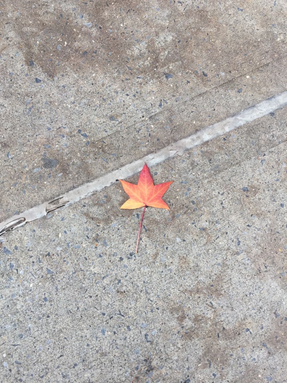 Fall leaf on the side walk