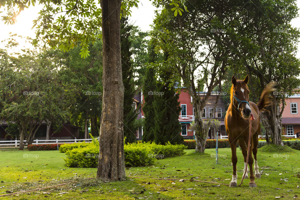 Horse stallion in the ranch by the meadows