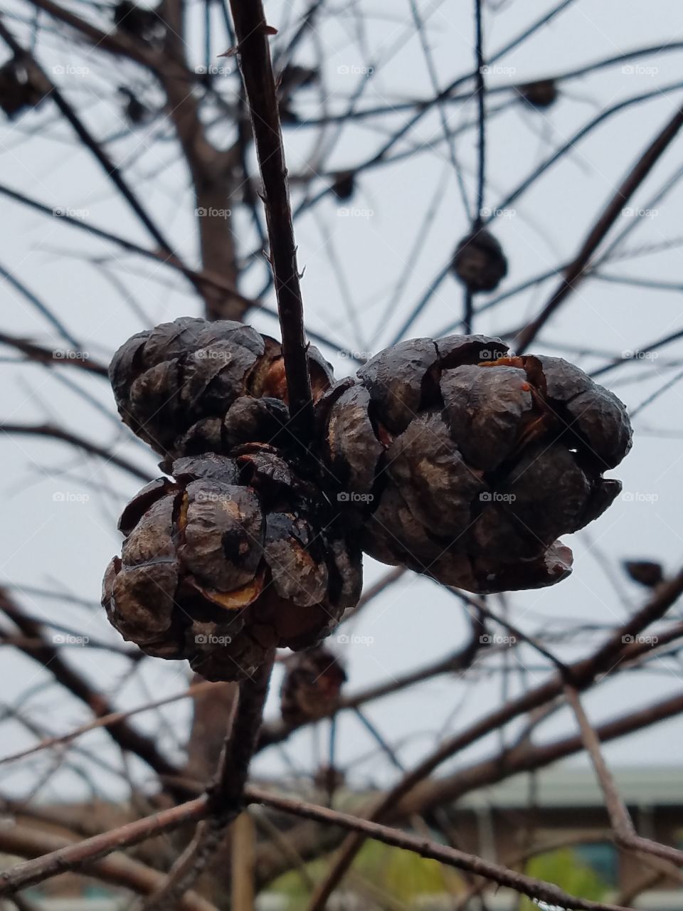 small pine cones