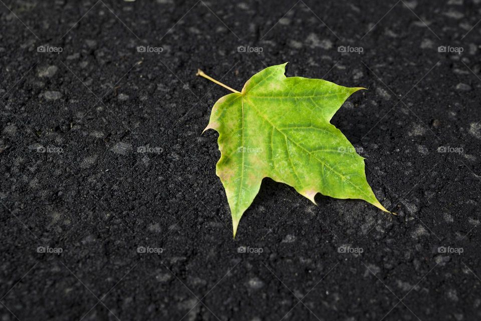 Green leaf on dark ground
