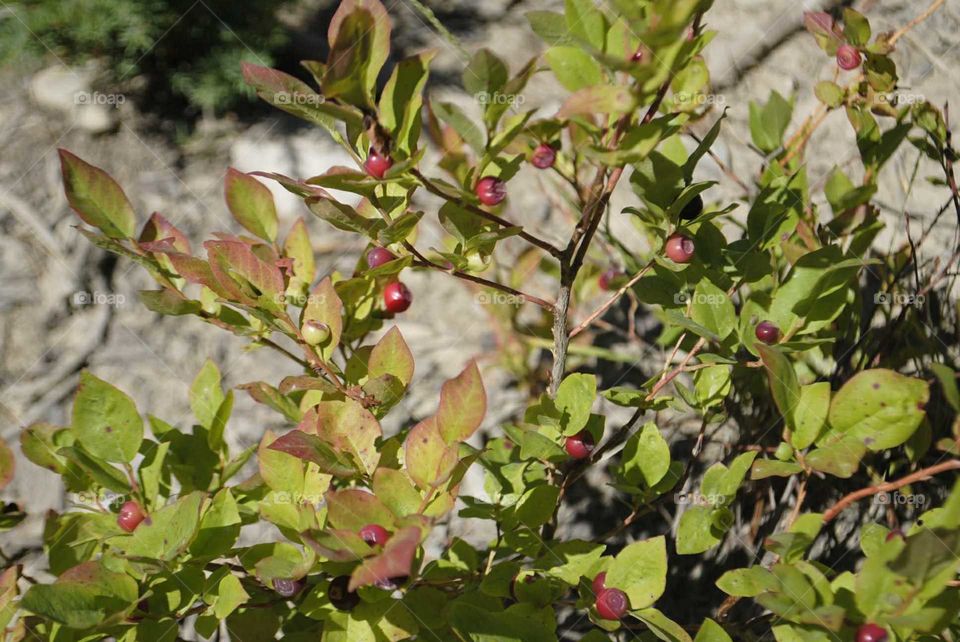 Huckleberry bush