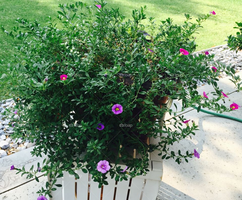 Boxed garden. One of many containers of flowers upon our patio. Tendered to daily. So the flowers bloom longer. 