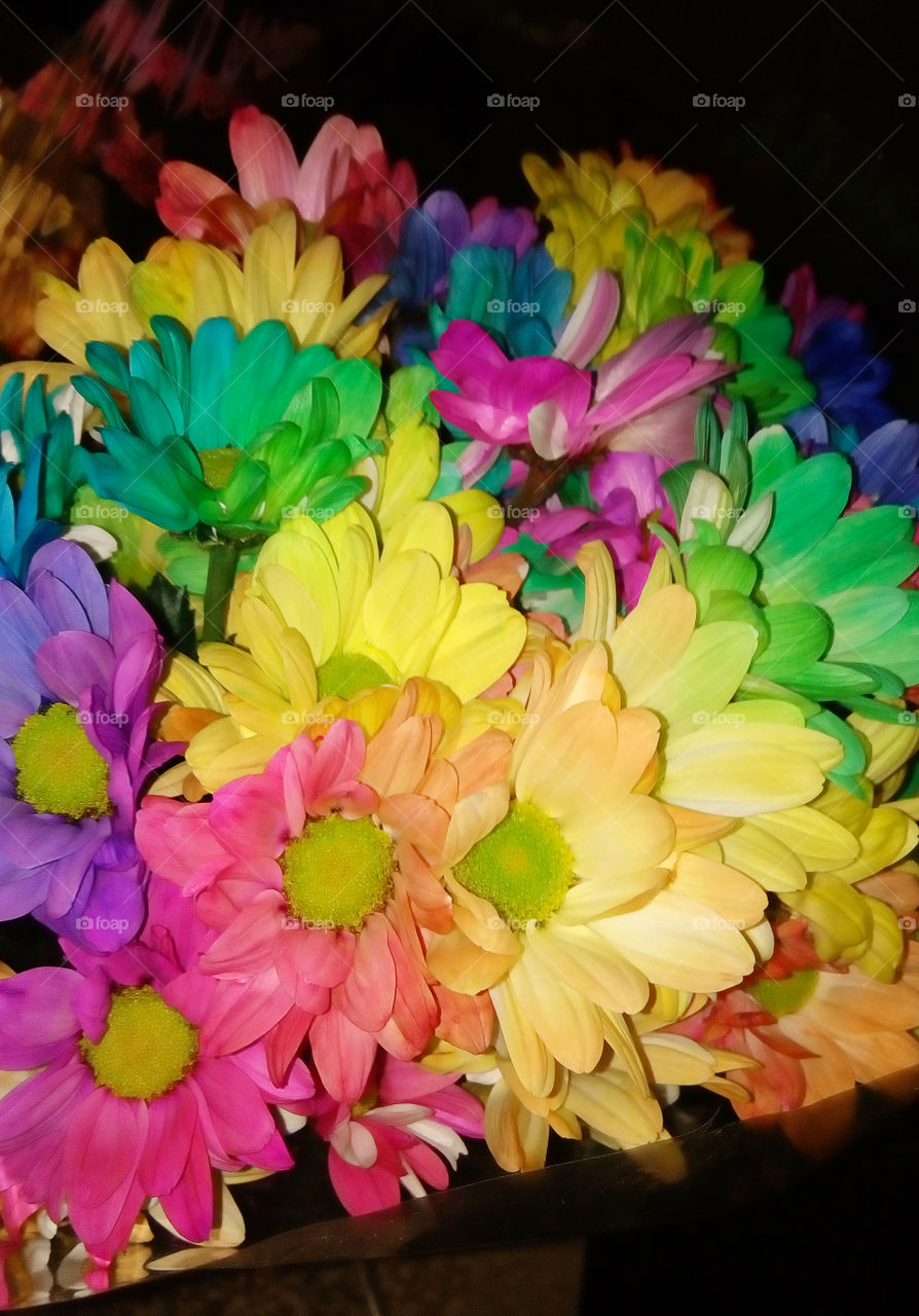 colour flowers
