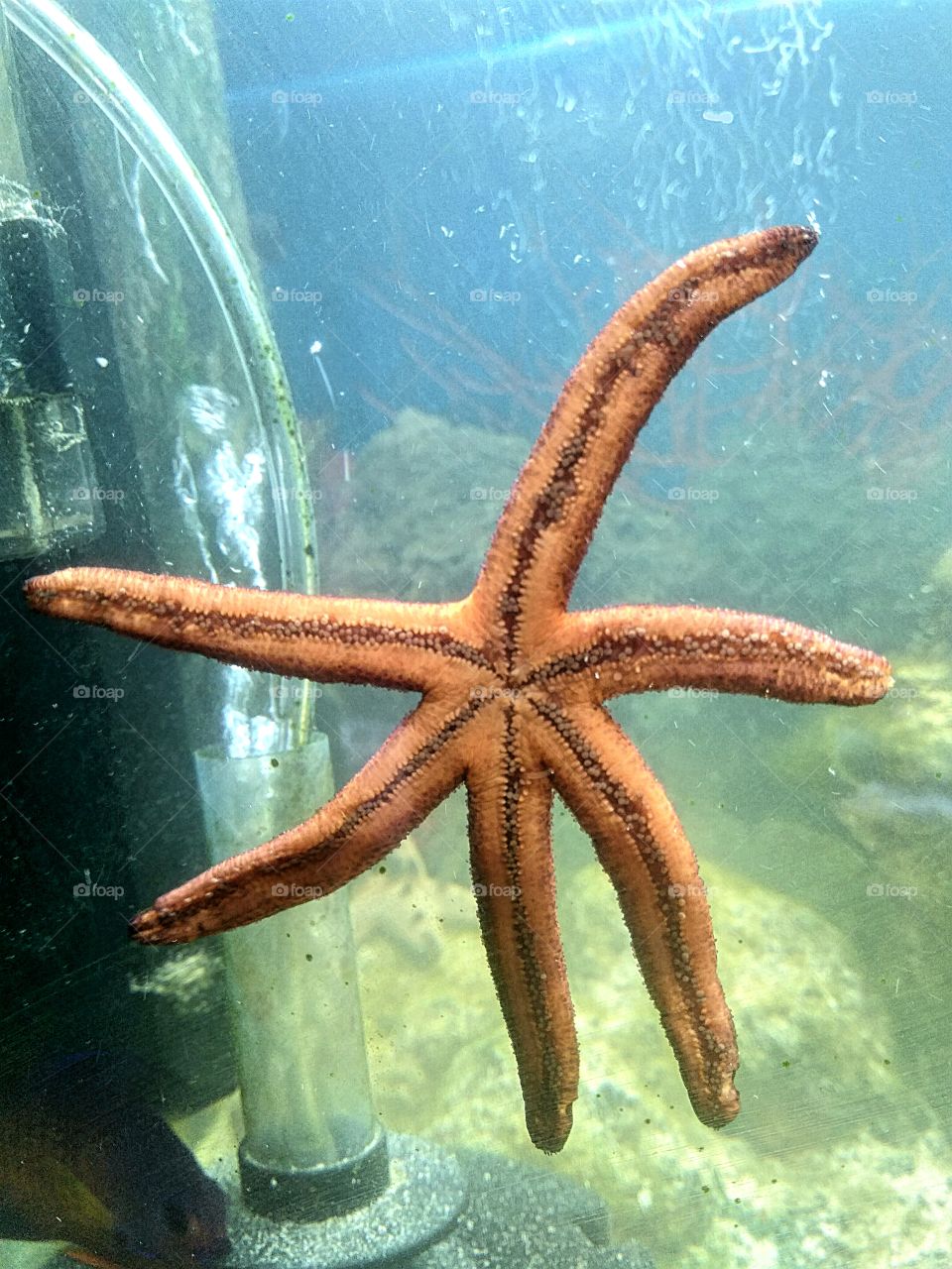 a red six legged starfish