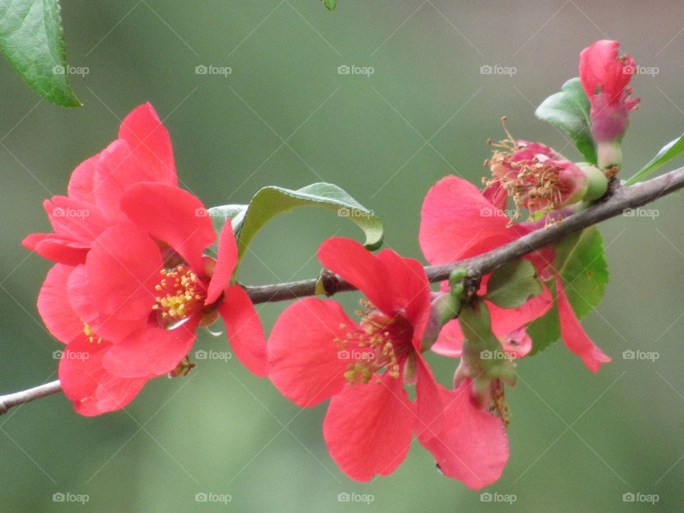 Quince bush blossoming